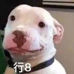 娱乐圈吃瓜微信公众号,揭秘热门公众号背后的八卦世界