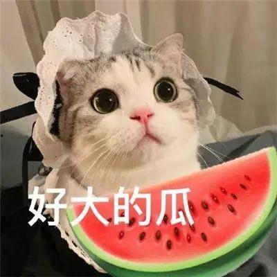 娱乐吃瓜酱寝室