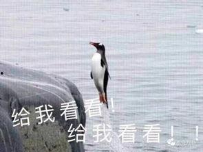 娱乐吃瓜君王鸥,娱乐圈的“吃瓜”女王，揭秘幕后故事
