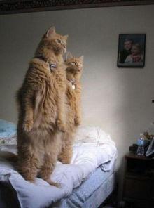 娱乐吃瓜猫咪,揭秘猫咪吃瓜背后的趣味世界