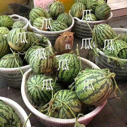 娱乐最新吃瓜,明星恋情曝光，幕后真相令人震惊