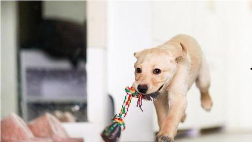 娱乐吃瓜菌小狗,揭秘娱乐圈那些不为人知的幕后故事