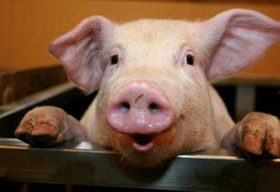 娱乐吃瓜猪衢州,吃瓜群众聚焦猪界风云